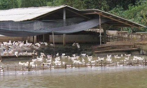 Bắc Ninh: Tăng cường công tác phòng, chống và báo cáo dịch bệnh động vật trên cạn
