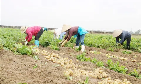 Bắc Ninh: "Khoai tây Quế Võ" được mùa được giá