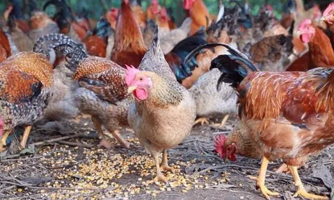 Chủ động phòng, chống rét cho đàn gia súc, gia cầm