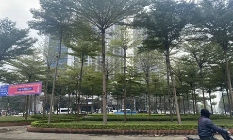 Hà Nội: Trồng mới khoảng 250 nghìn cây bóng mát, cây lấy gỗ