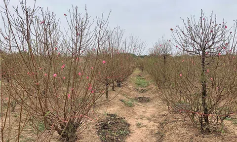 Đào Đình Bảng khoe sắc đón xuân