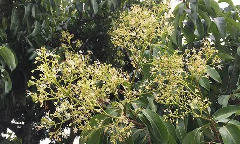 Bắc Giang tập trung chăm sóc vải thiều giai đoạn ra hoa