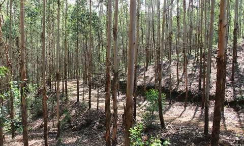 Bắc Giang: Tăng cường công tác phòng cháy, chữa cháy rừng