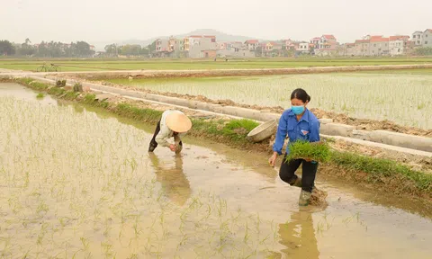 Bắc Giang phấn đấu gieo trồng 65,8 nghìn ha cây trồng vụ chiêm xuân 