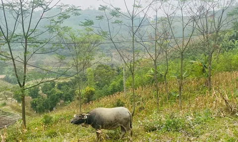 Bắc Ninh triển khai tháng vệ sinh, khử trùng tiêu độc môi trường chăn nuôi