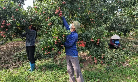 Hội Nông dân tỉnh Bắc Giang tổ chức Cuộc thi sáng tạo kỹ thuật nhà nông lần thứ 11