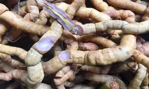 Bắc Giang hỗ trợ phát triển trồng mới 19 ha cây ba kích tím 