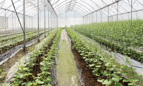 Bắc Giang chuyển đổi gần 672ha sang cây trồng có hiệu quả trên đất lúa