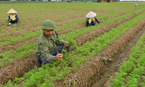 Hơn 23.000 hội viên nông dân ở Bắc Ninh được hỗ trợ vay vốn phát triển sản xuất 