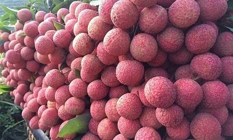 Bắc Giang: Sắp diễn ra hội nghị kết nối, xúc tiến tiêu thụ vải thiều chín sớm 