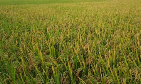 Bắc Ninh phấn đấu năng suất vụ mùa đạt gần 6,2 tấn/ha 