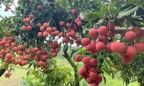 Bắc Giang chủ động phòng trừ sâu đục cuống trên quả vải thiều