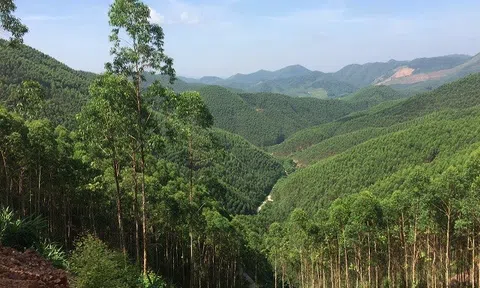 Bắc Giang phê duyệt Danh mục các loài cây rừng phòng hộ và rừng sản xuất