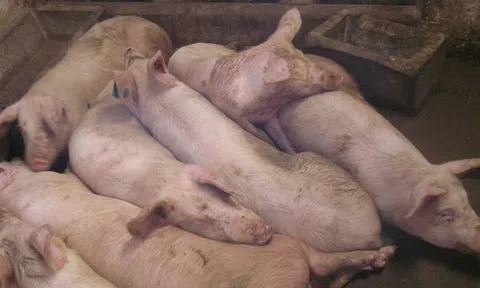 Bắc Ninh tăng cường các biện pháp cấp bách phòng, chống Dịch tả lợn Châu Phi