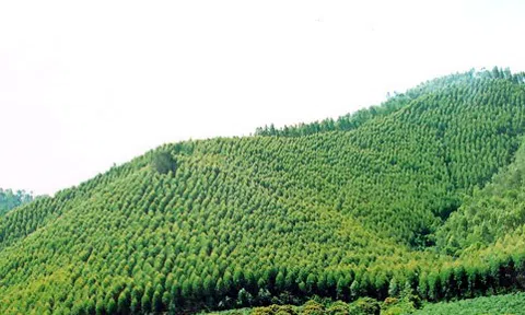 Bắc Giang chi trả gần 3,4 tỷ đồng tiền dịch vụ môi trường rừng năm 2023