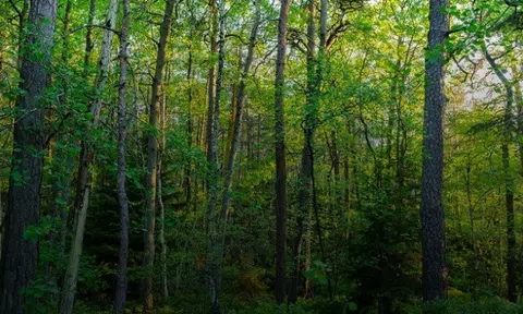 Bắc Ninh thực hiện điều tra xác định hiện trạng rừng 