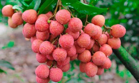 Bắc Giang xuất khẩu hơn 9,3 nghìn tấn vải thiều giá bán ở mức cao