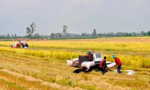 Huyện Thuận Thành (Bắc Ninh) tập trung thu hoạch lúa xuân để gieo cấy vụ mùa