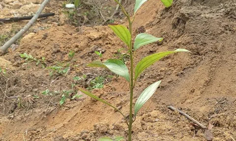 Huyện Sơn Động (Bắc Giang): Quy hoạch 4 vùng trồng cây dược liệu