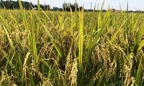 Huyện Gia Bình (Bắc Ninh) thu hoạch được khoảng gần 1.000 ha lúa Xuân