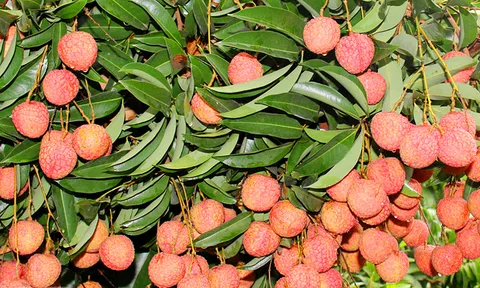 Vải thiều Bắc Giang giá cao lên tới 85 nghìn đồng/kg