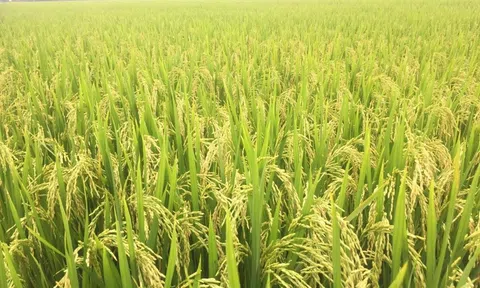 Bắc Ninh tổ chức đánh giá mô hình sản xuất lúa DT82 liên kết tiêu thụ sản phẩm vụ Xuân 2024