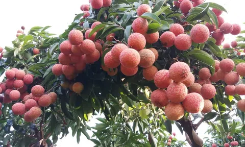 Bắc Giang: Tổng doanh thu từ vải thiều và các dịch vụ phụ trợ ước đạt trên 5.700 tỷ đồng