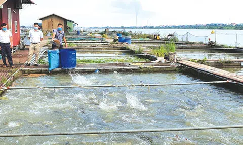 Bắc Ninh: Tổng sản lượng thủy sản 6 tháng đầu năm ước đạt 20.236 tấn