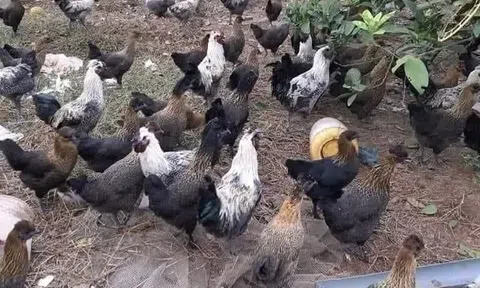 Bắc Ninh: Hội Nông dân các cấp tích cực tham gia xây dựng nông thôn mới, đô thị văn minh