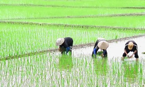 Bắc Ninh đẩy nhanh tiến độ sản xuất vụ Mùa 2024