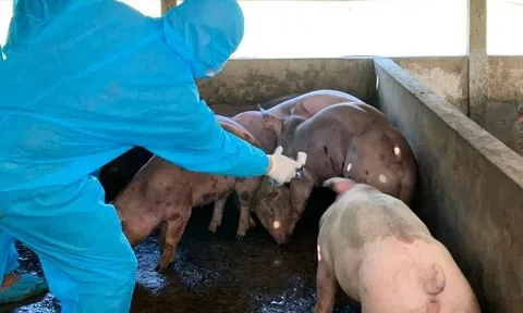 Bắc Giang thực hiện nghiêm các biện pháp phòng, chống bệnh Dịch tả lợn Châu Phi