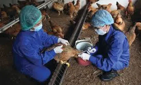 Bắc Giang tăng cường công tác đảm bảo an toàn cho vật nuôi trong mùa mưa lũ