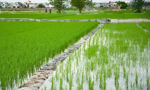 Bắc Ninh chủ động bảo vệ diện tích cây trồng trong mùa mưa bão