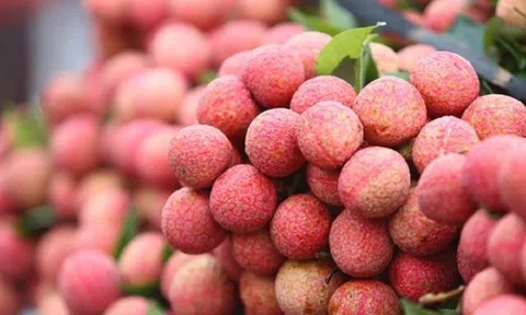 Bắc Giang đẩy mạnh xúc tiến tiêu thụ vải thiều