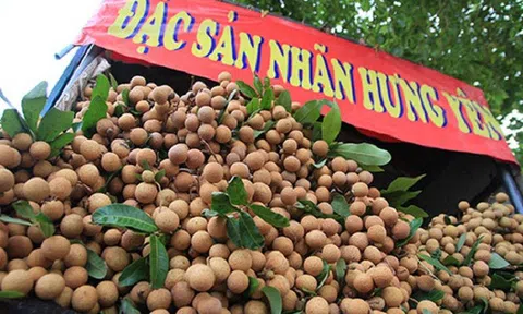 Nhãn lồng Hưng Yên tiếp cận gần hơn với người tiêu dùng cả nước