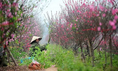 Hơn 100 gian hàng tham gia Lễ hội hoa đào, quất cảnh và sản phẩm OCOP