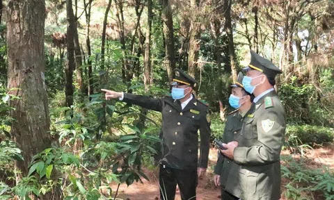 Hà Nội có trên 18.500 ha rừng, độ che phủ rừng đạt 5,57%