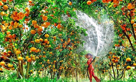 Lần đầu tiên tổ chức Lễ hội trái cây Tiền Giang 2024