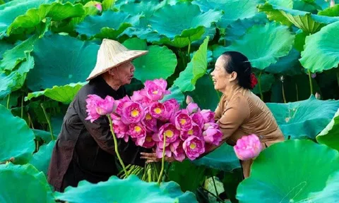 Phát triển chuỗi giá trị từ sen Hà Nội