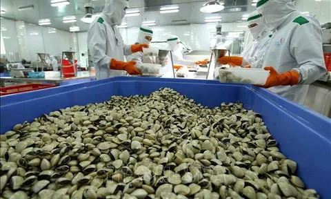 Hải sản dự báo tăng trưởng xuất khẩu trong những tháng cuối năm