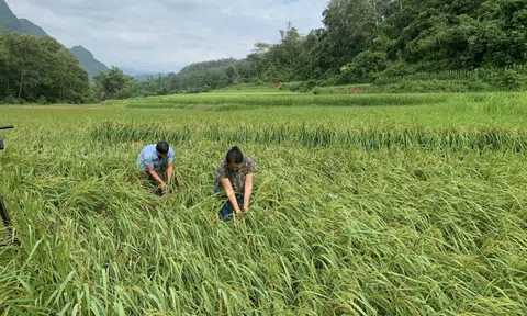 Cao Bằng dốc sức hỗ trợ người dân khôi phục sản xuất nông nghiệp sau mưa lũ