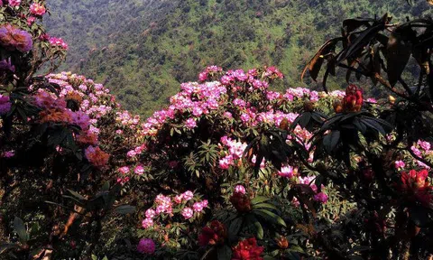 Vườn quốc gia Hoàng Liên điểm tham quan du lịch sinh thái hấp dẫn nhất Việt Nam