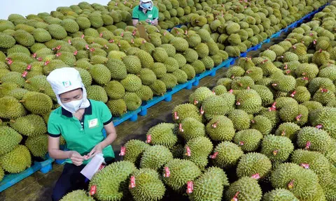 Xuất khẩu sầu riêng Việt Nam đạt mốc kỷ lục hơn 3 tỷ USD