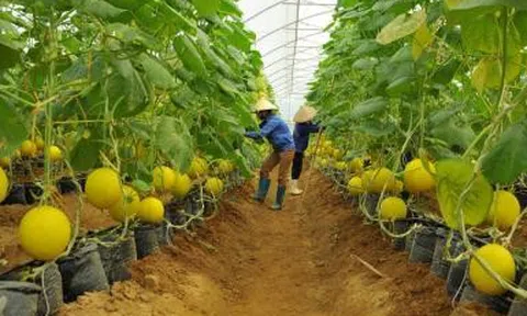 Gắn kết doanh nghiệp với nông dân để phát triển nền nông nghiệp bền vững