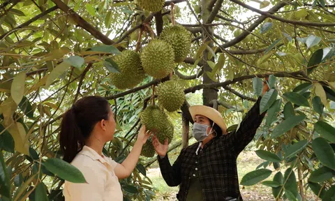 Thiết lập "bản đồ" trồng sầu riêng mới sau sáp nhập tỉnh thành