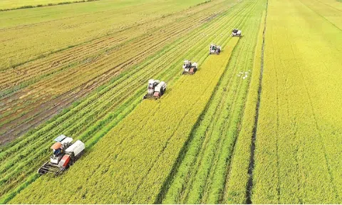 Việt Nam tiên phong chuyển đổi xanh ngành lúa gạo