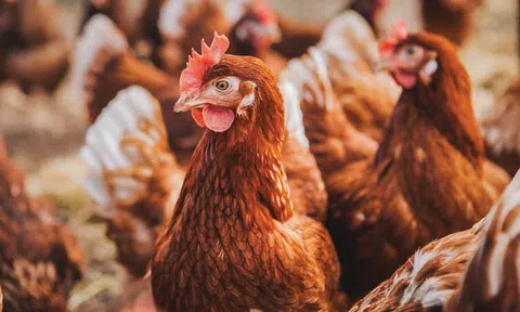 Định hình lại "sân chơi" cho lĩnh vực chăn nuôi gia cầm