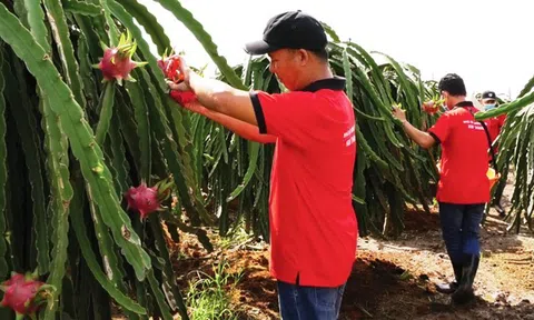 Tháng 5, xuất khẩu rau quả ước đạt 496 triệu USD