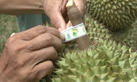 Siết chặt quản lý mã số vùng trồng, cơ sở đóng gói xuất khẩu nông sản