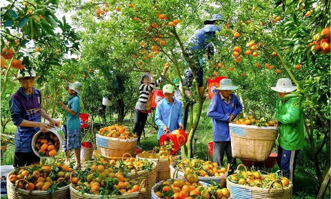 Xây dựng Trung tâm liên kết nông nghiệp Đồng bằng sông Cửu Long